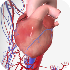 Angiologie